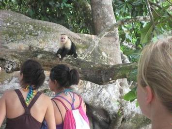The monkeys were right above our heads!