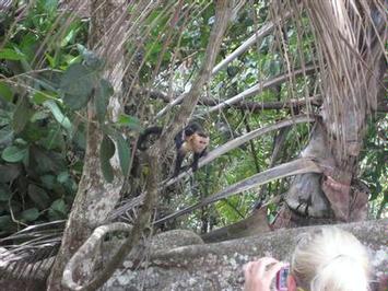The monkeys were right above our heads!